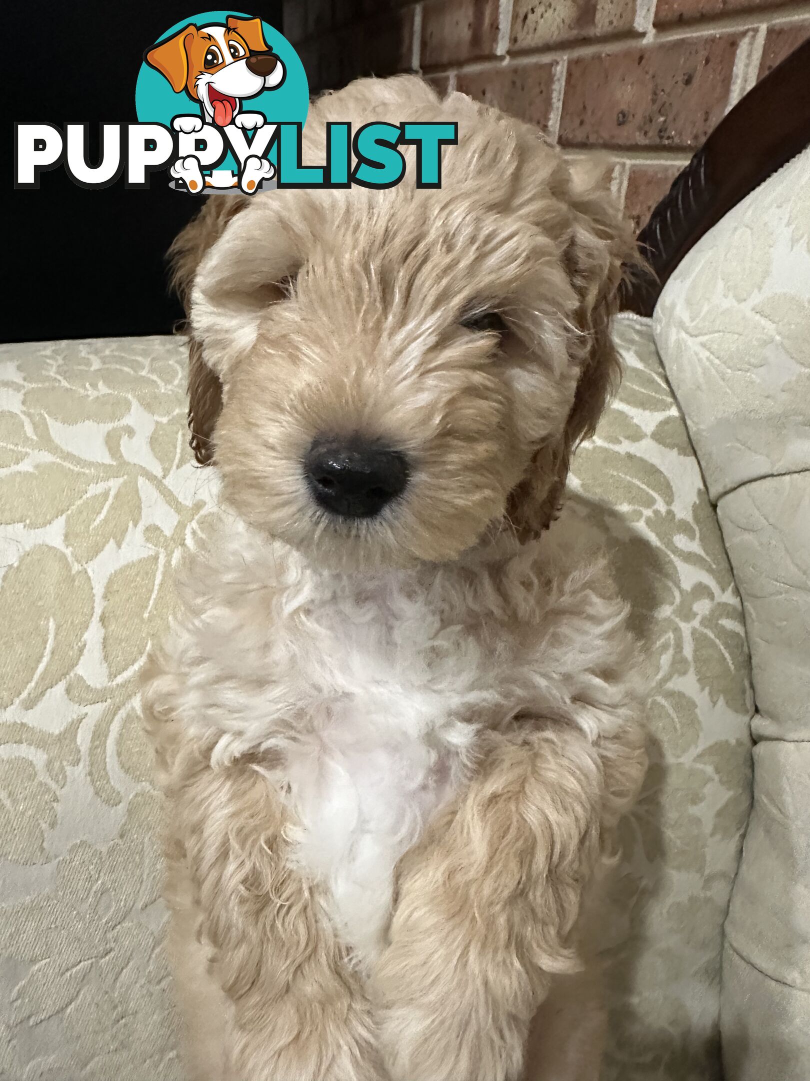 Cuddly Labradoodle sisters – ready to fill your home with love! 🐾💕