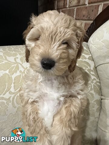 Cuddly Labradoodle sisters – ready to fill your home with love! 🐾💕