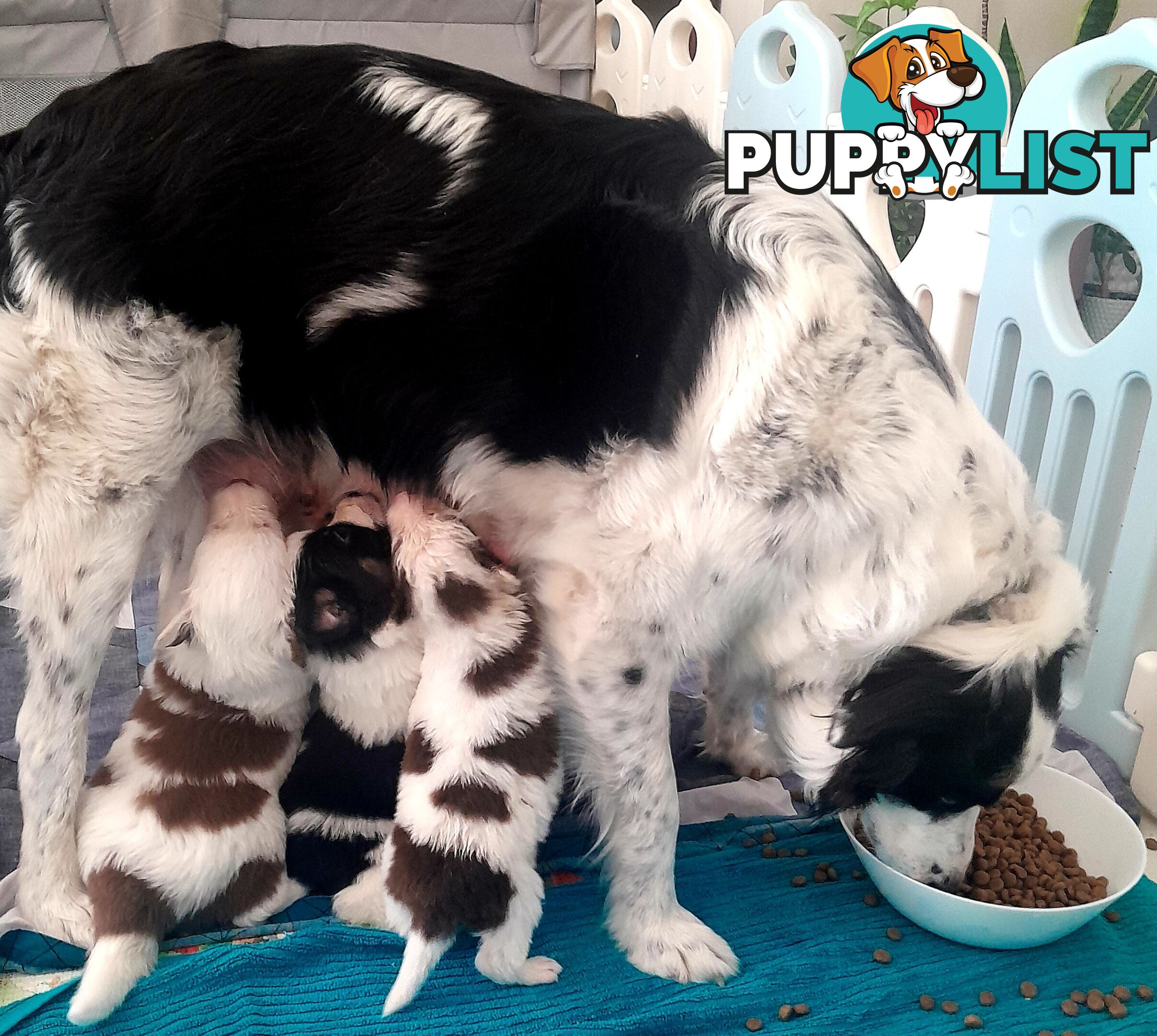 Pure Border Collie Puppies