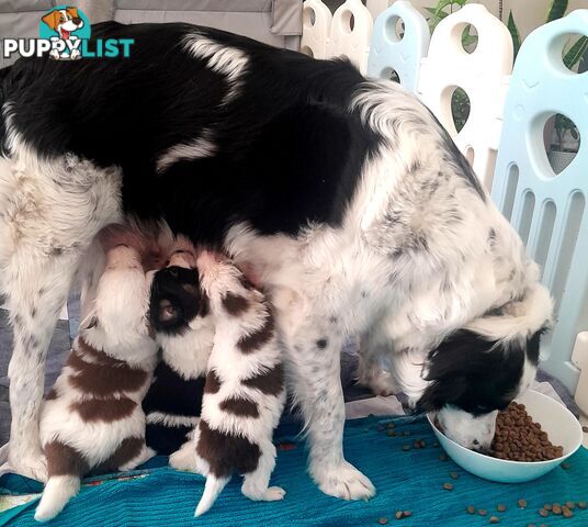 Pure Border Collie Puppies