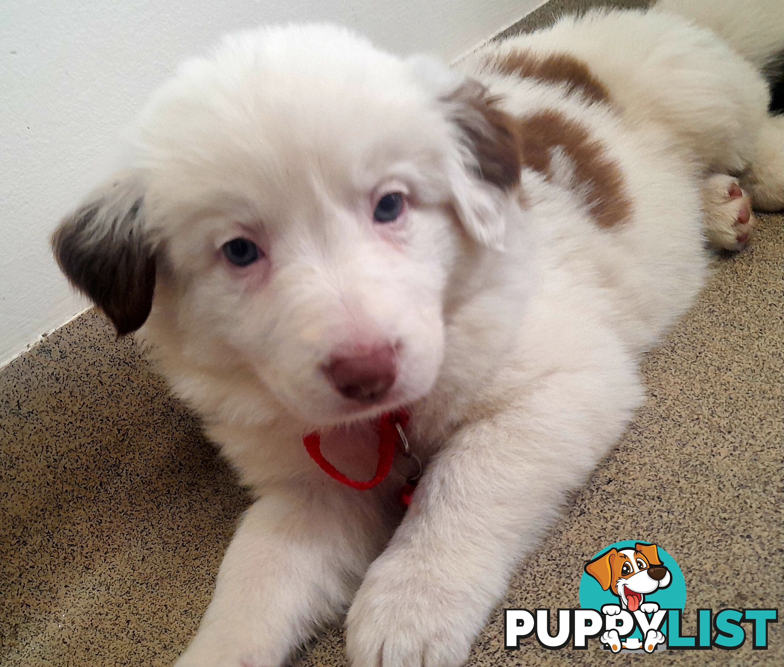 Pure Border Collie Puppies