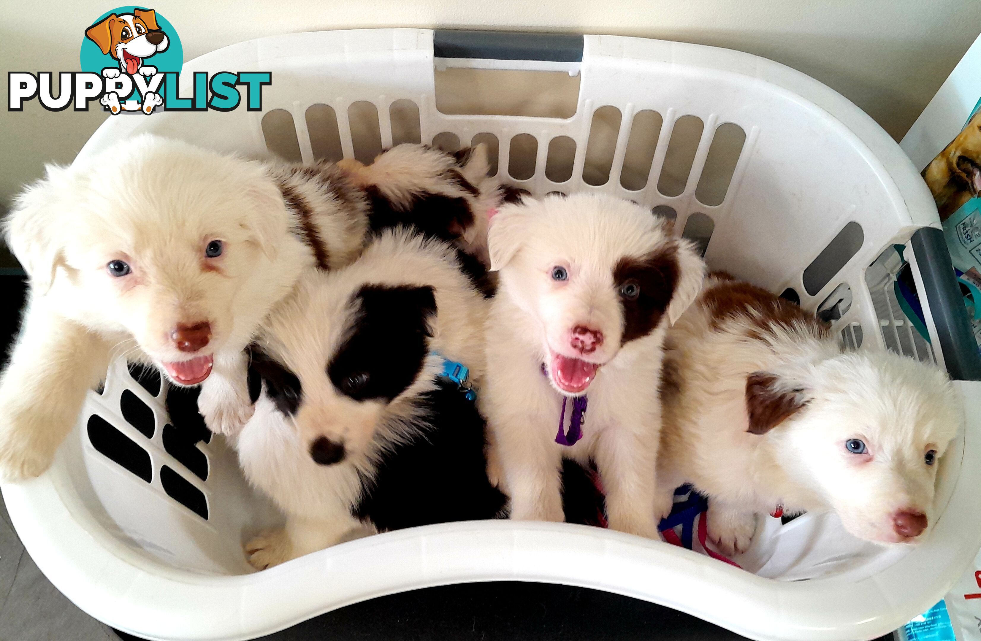 Pure Border Collie Puppies