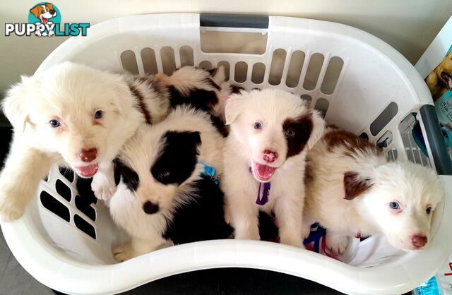 Pure Border Collie Puppies