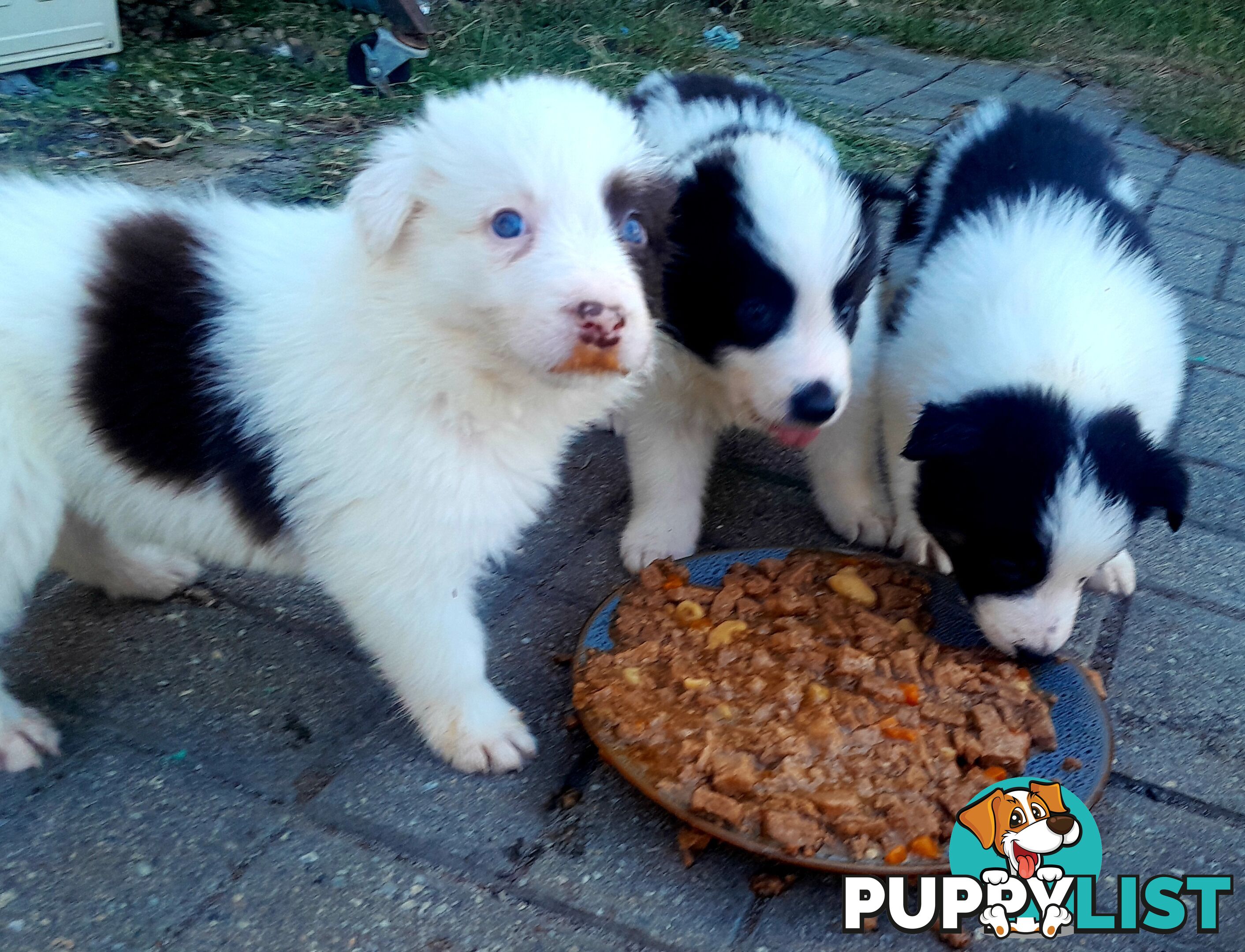 Pure Border Collie Puppies