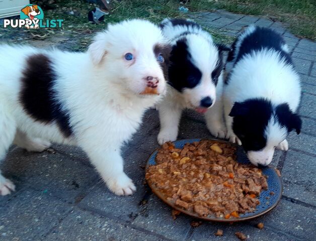 Pure Border Collie Puppies