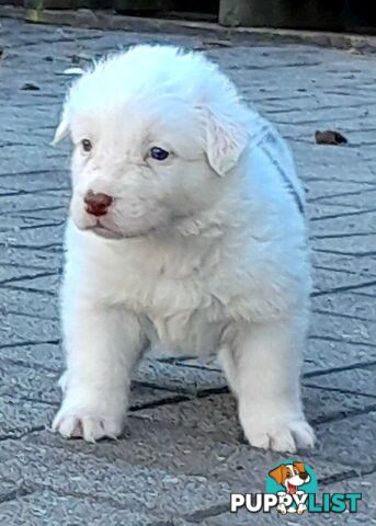 Pure Border Collie Puppies