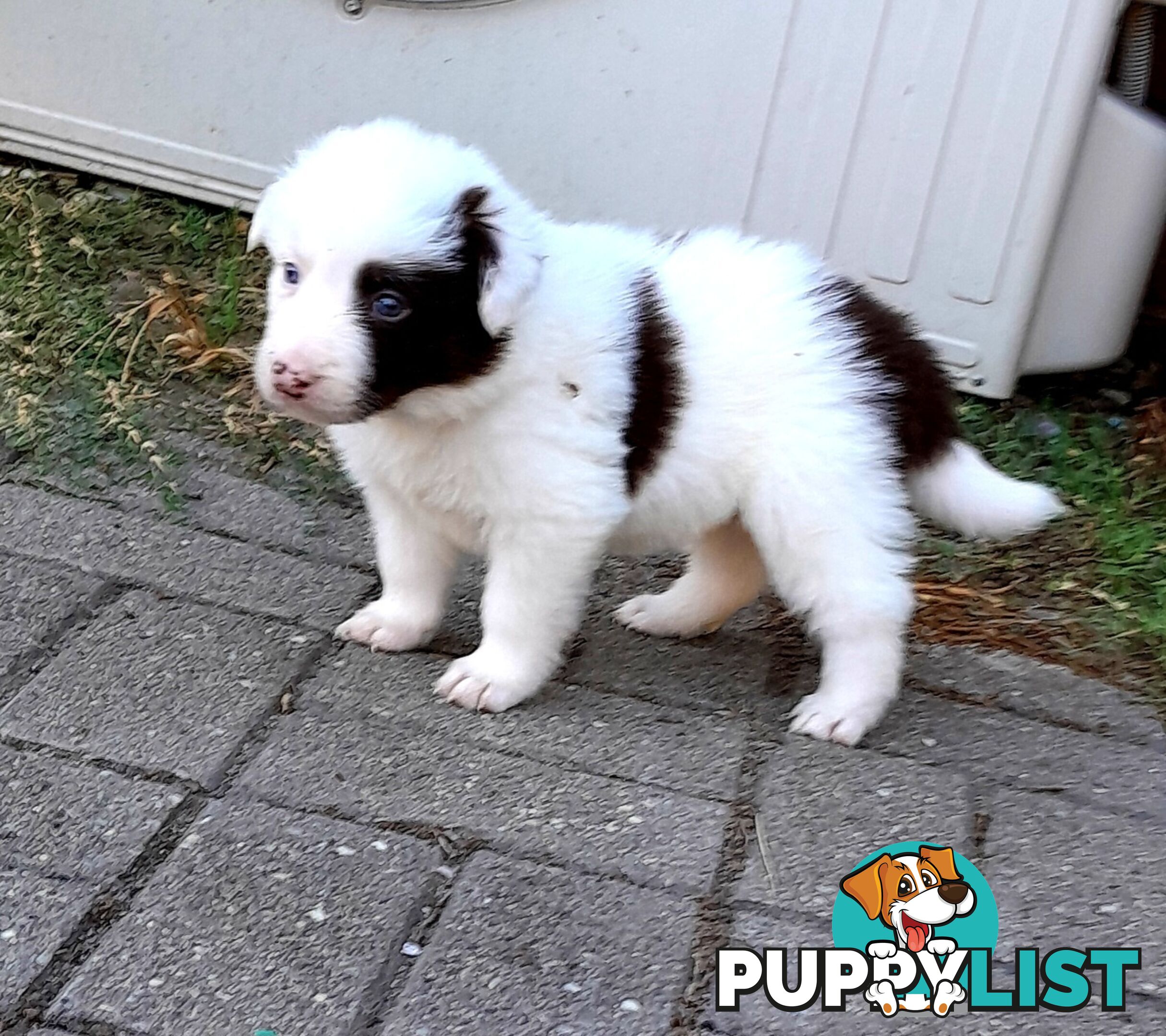 Pure Border Collie Puppies