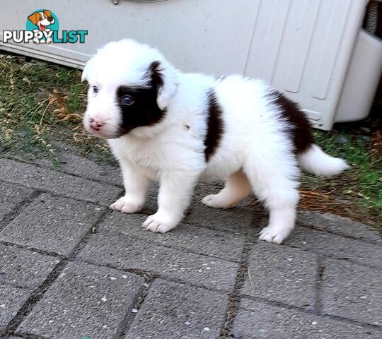 Pure Border Collie Puppies