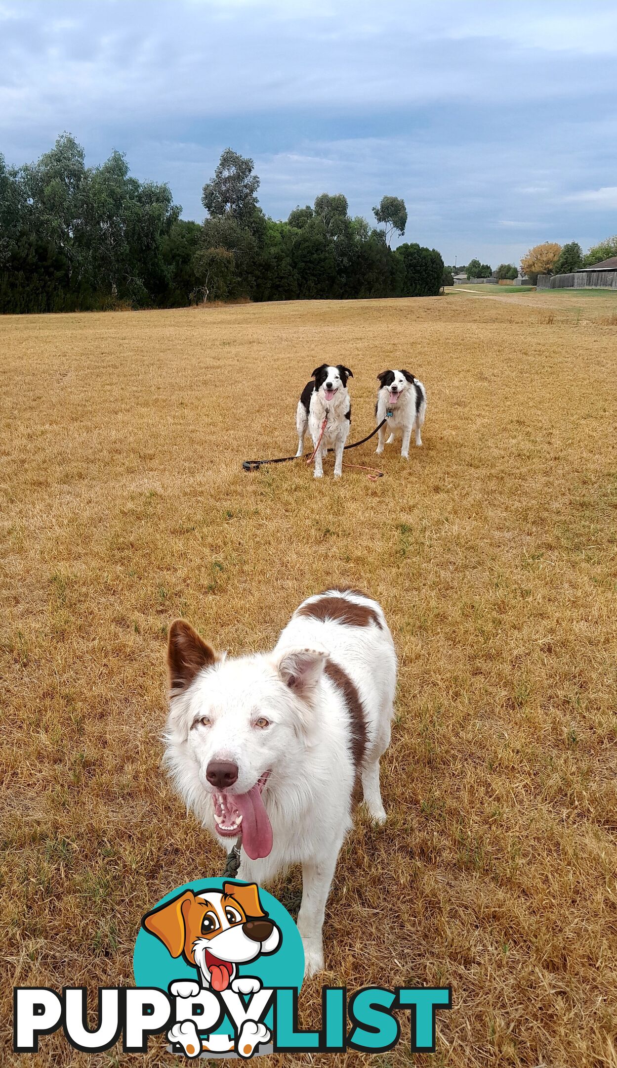 Pure Border Collie Puppies