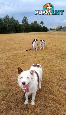 Pure Border Collie Puppies