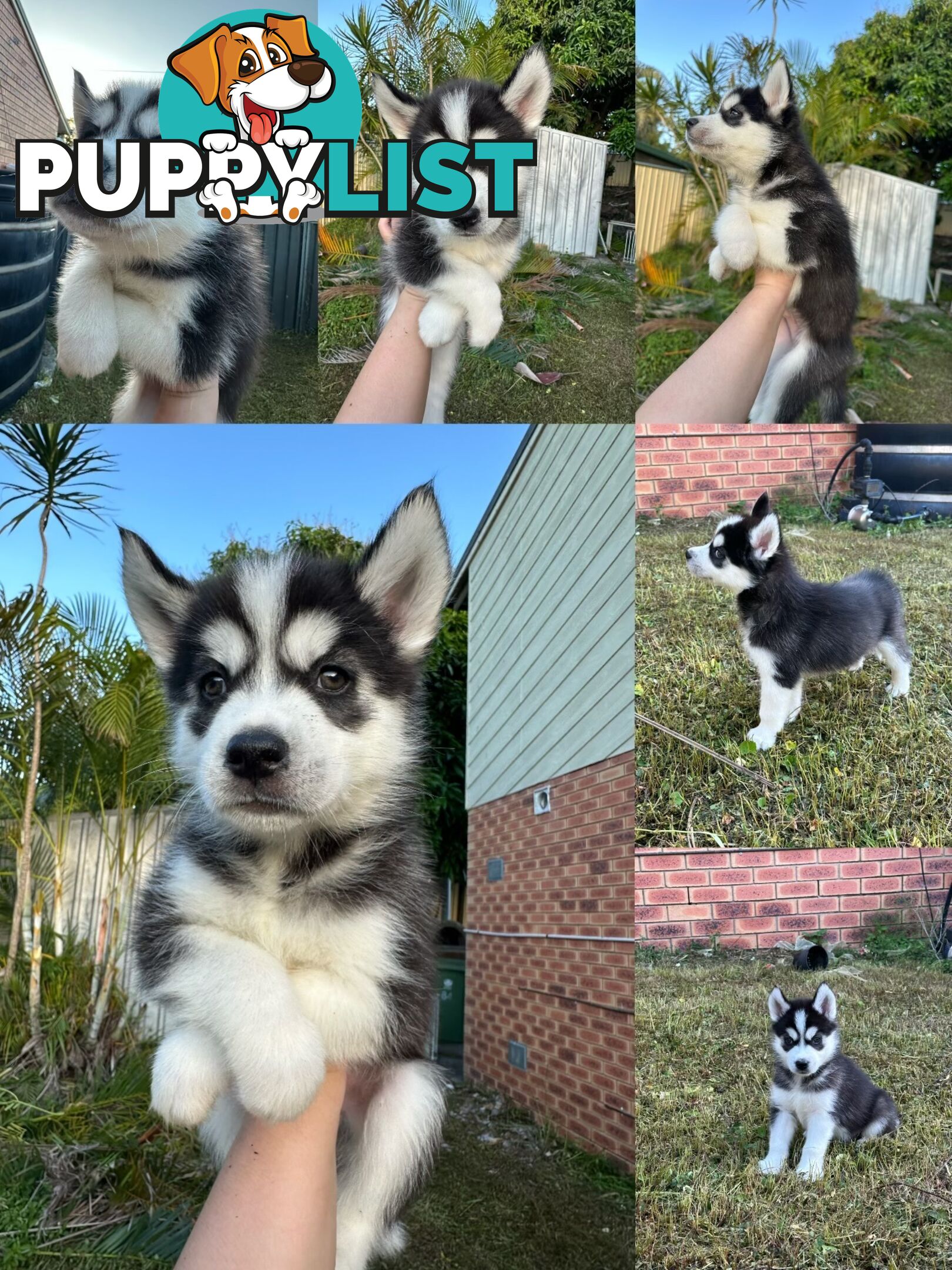 Pure Breed Siberian Husky ready for New Home