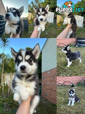 Pure Breed Siberian Husky ready for New Home