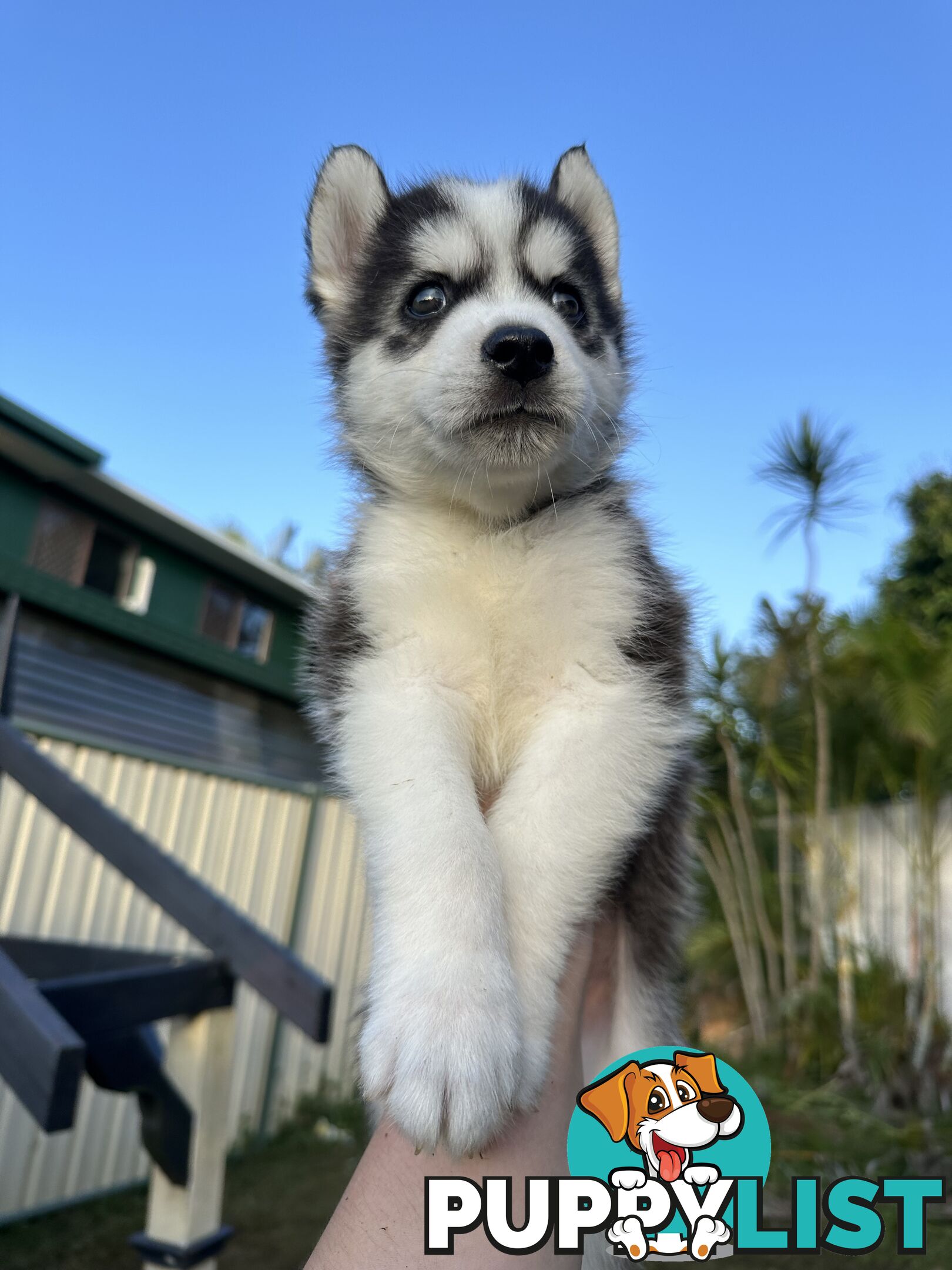 Pure Breed Siberian Husky ready for New Home