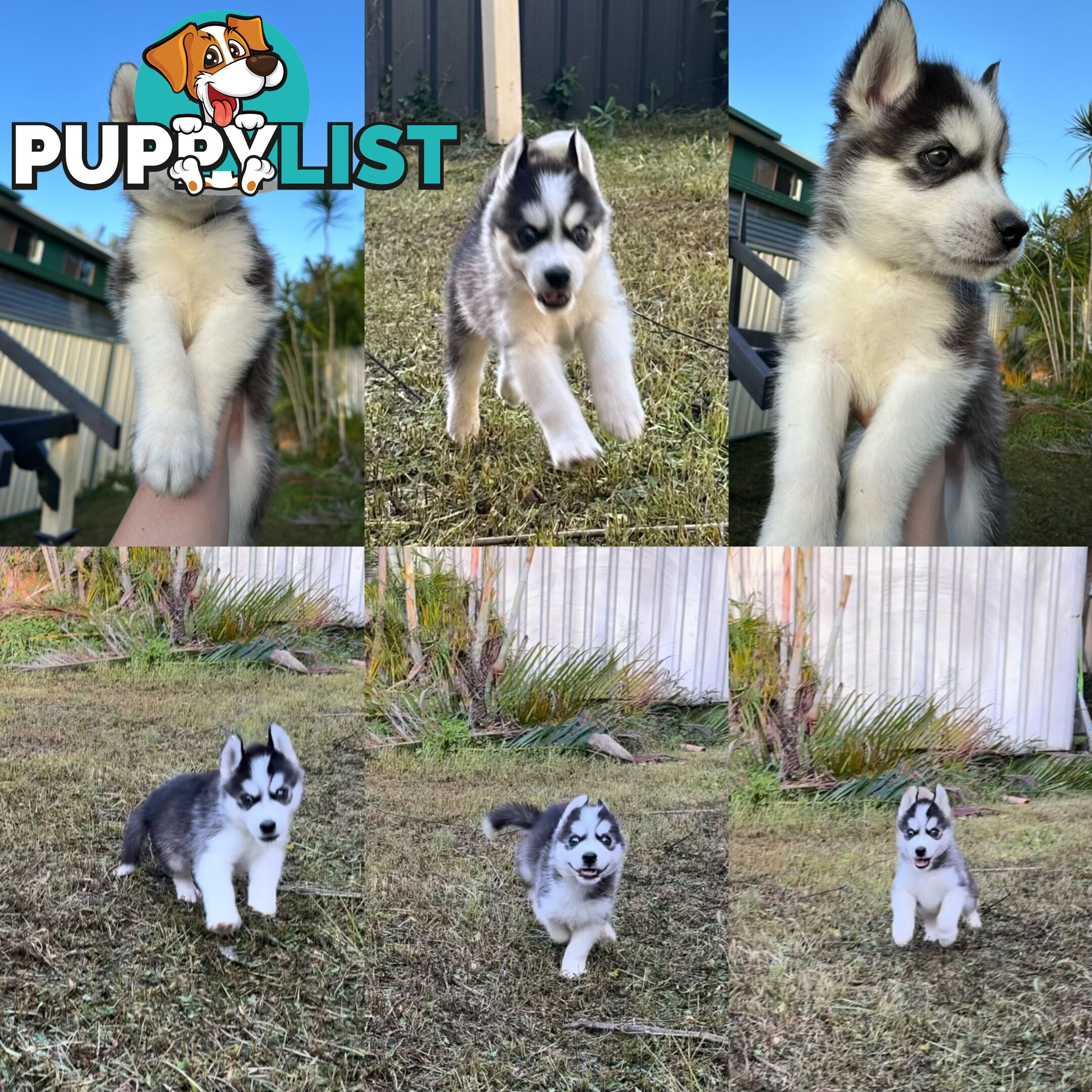 Pure Breed Siberian Husky ready for New Home