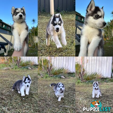 Pure Breed Siberian Husky ready for New Home