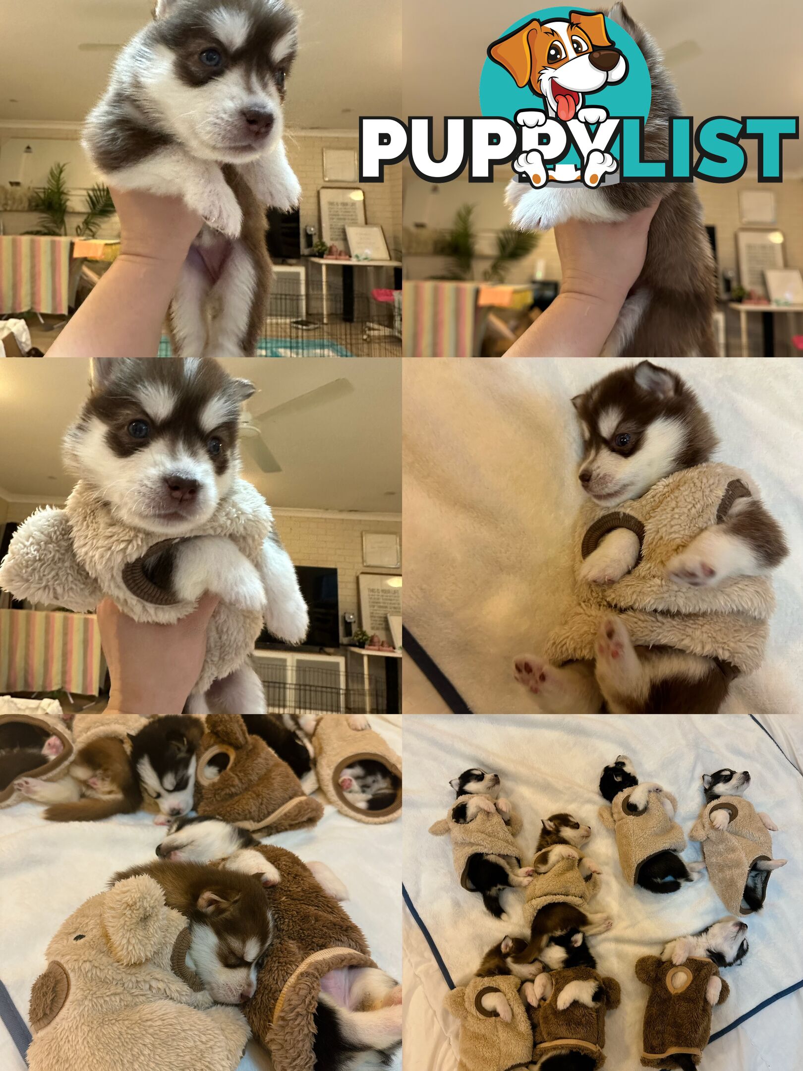 Pure Breed Siberian Husky ready for New Home