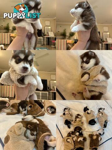 Pure Breed Siberian Husky ready for New Home