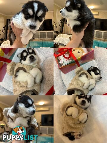 Pure Breed Siberian Husky ready for New Home