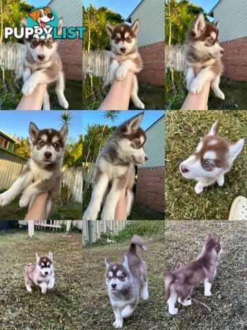 Pure Breed Siberian Husky ready for New Home