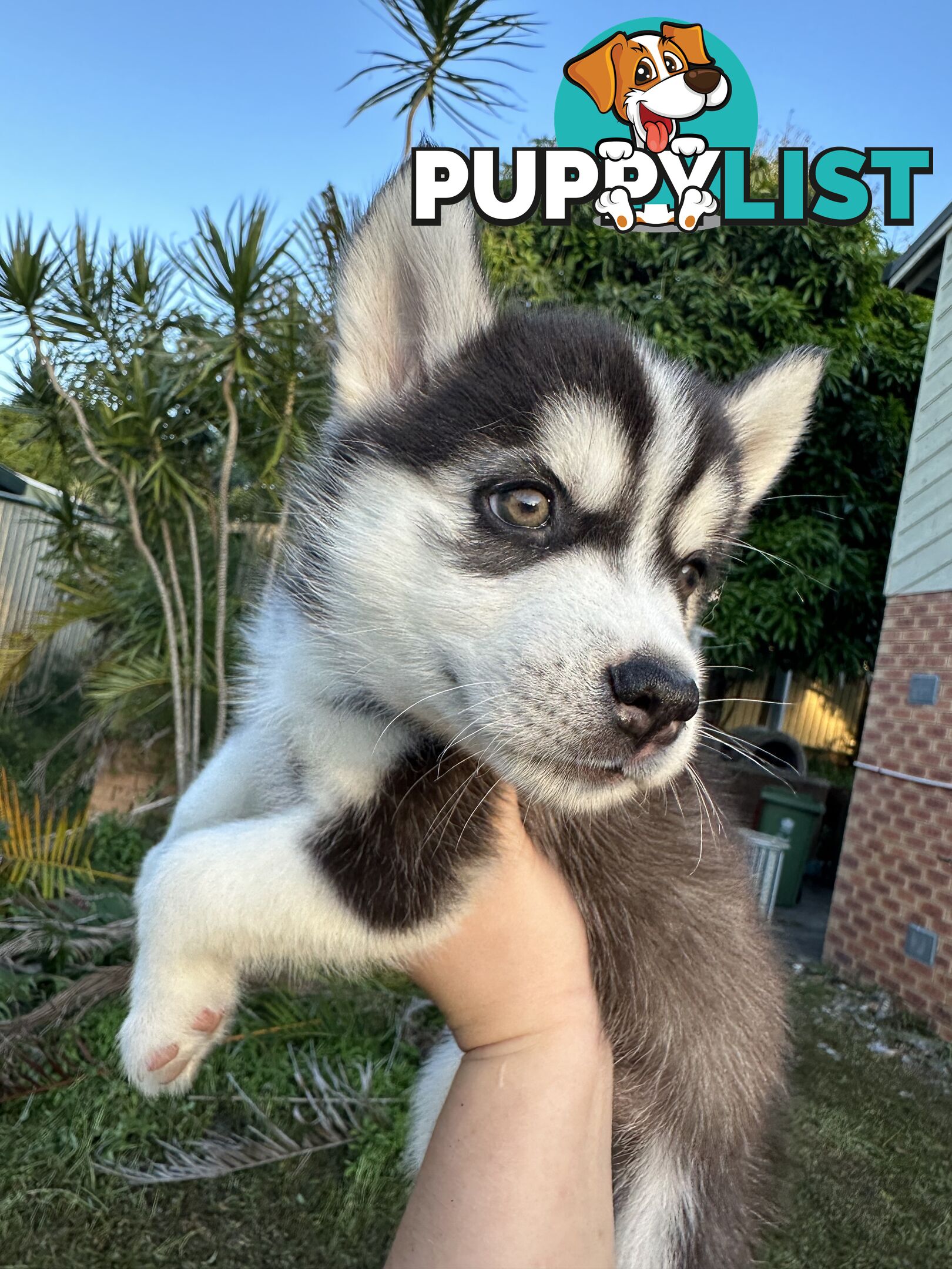 Pure Breed Siberian Husky ready for New Home