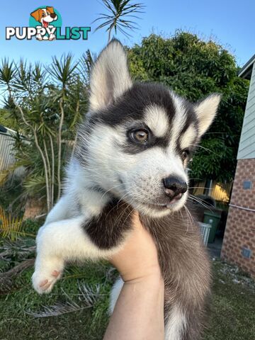 Pure Breed Siberian Husky ready for New Home