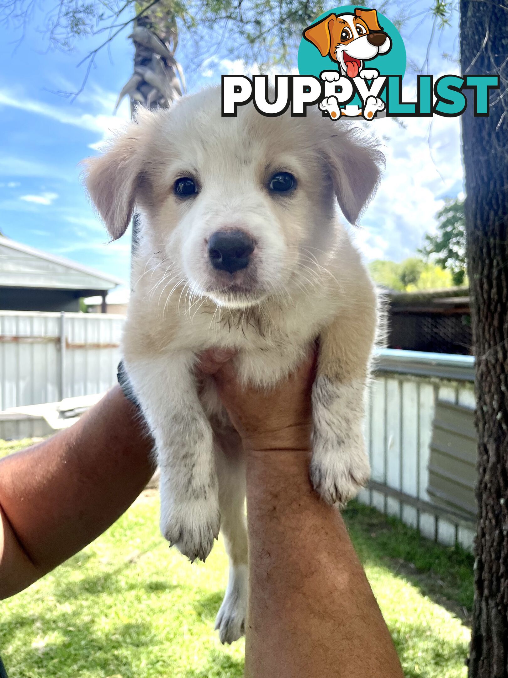 Border Collie Puppies