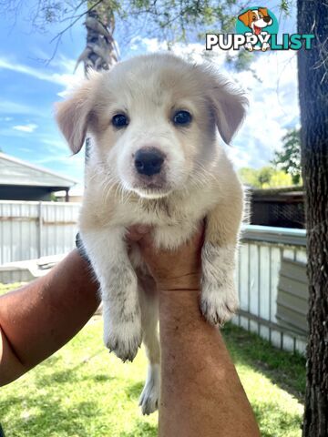 Border Collie Puppies