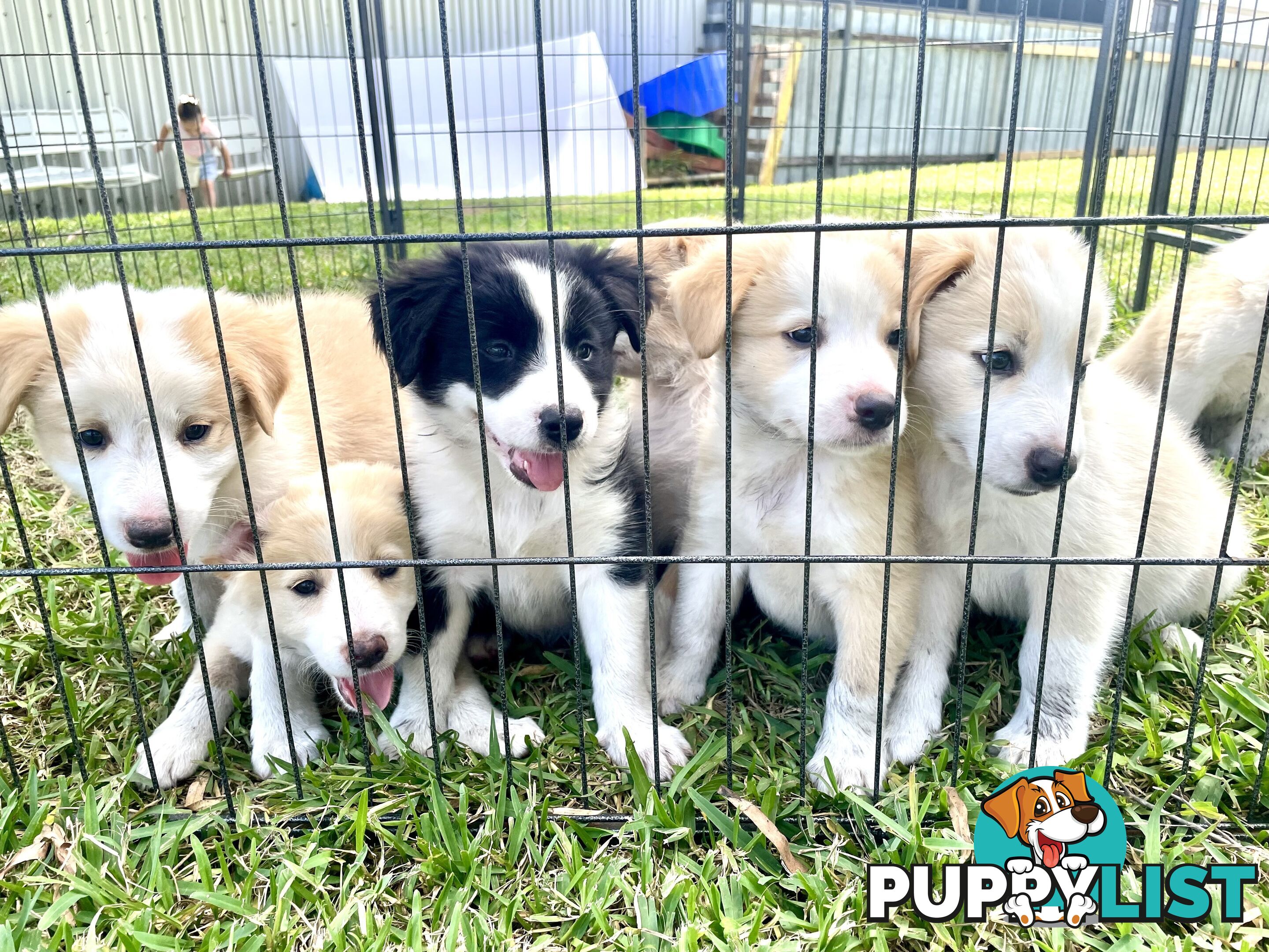 Border Collie Puppies