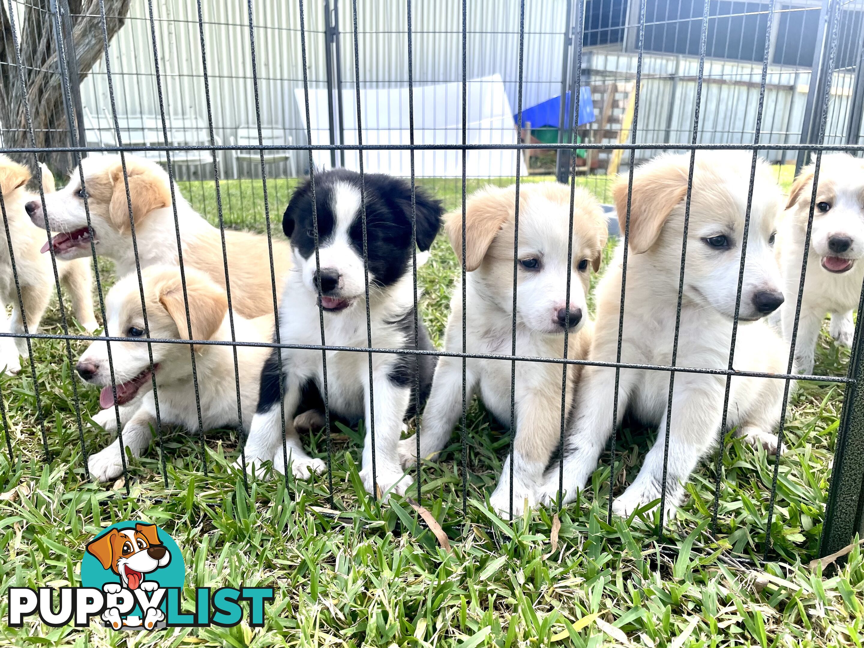 Border Collie Puppies