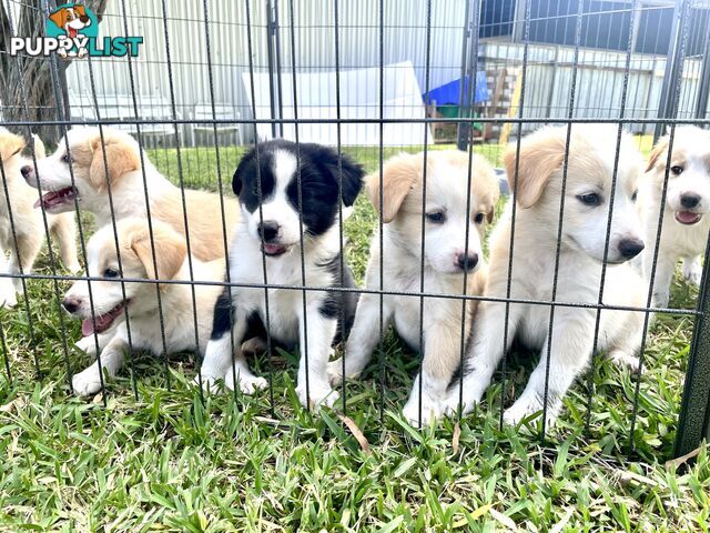 Border Collie Puppies