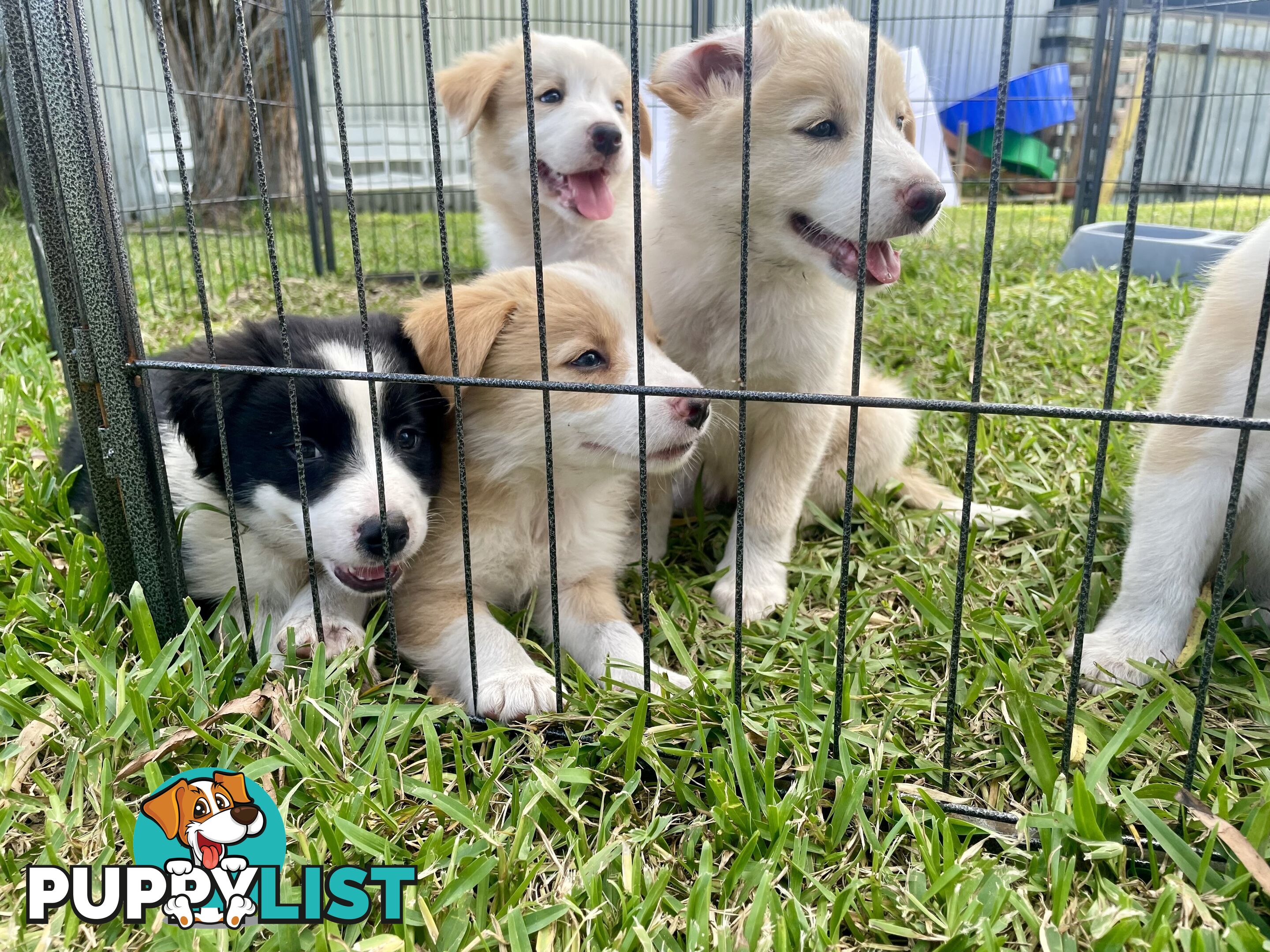 Border Collie Puppies