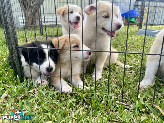 Border Collie Puppies