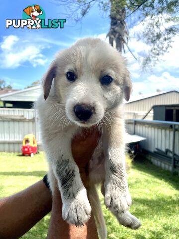 Border Collie Puppies