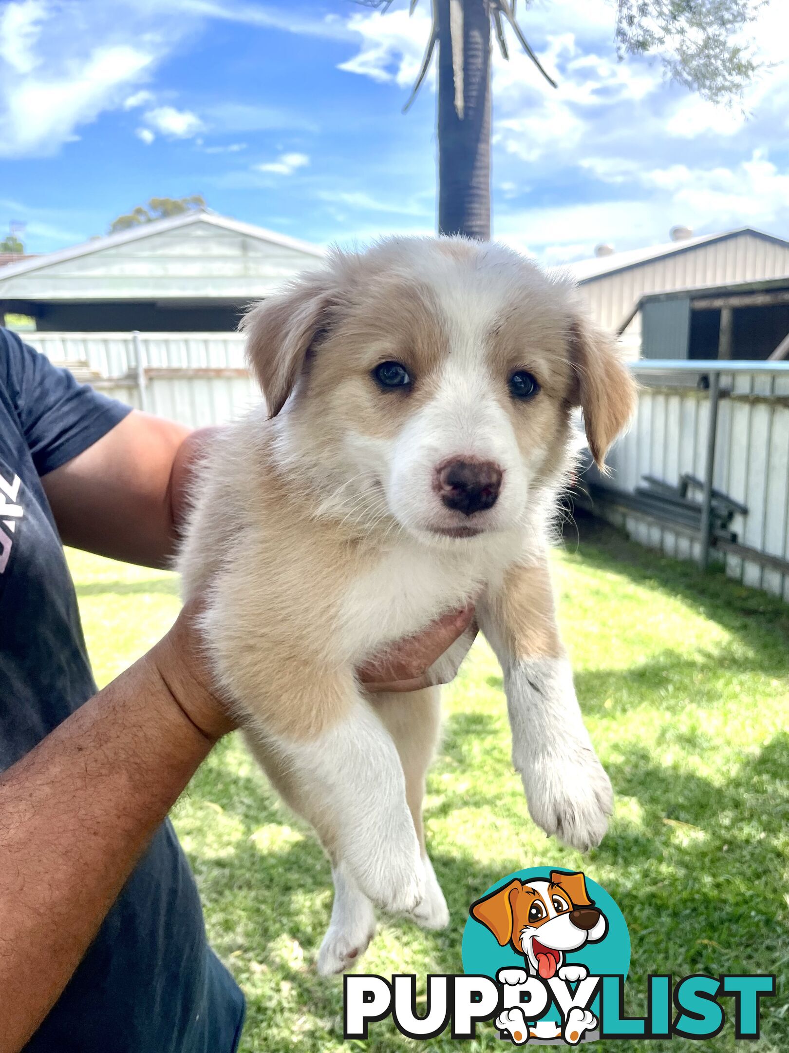 Border Collie Puppies