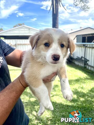 Border Collie Puppies