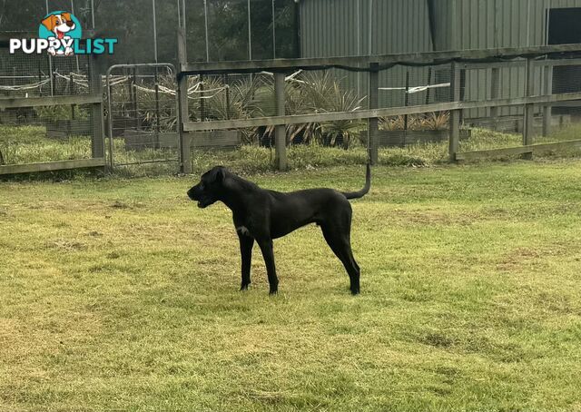 Great Dane Cross