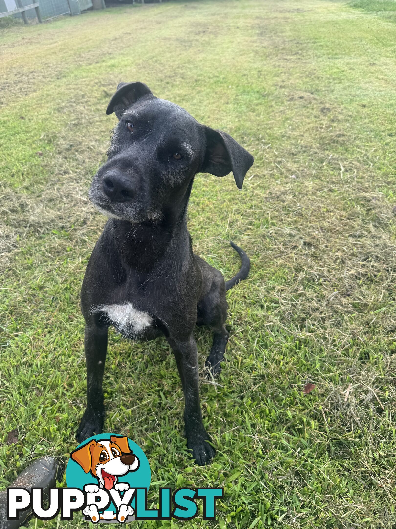 Great Dane Cross
