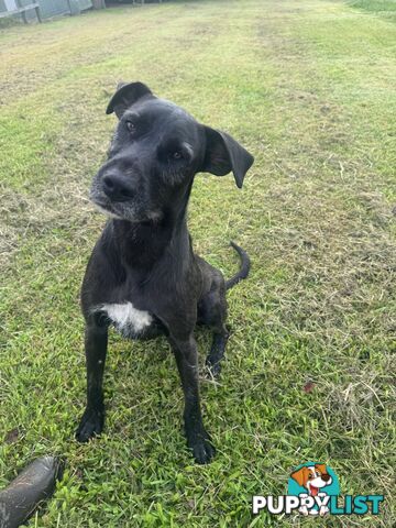 Great Dane Cross