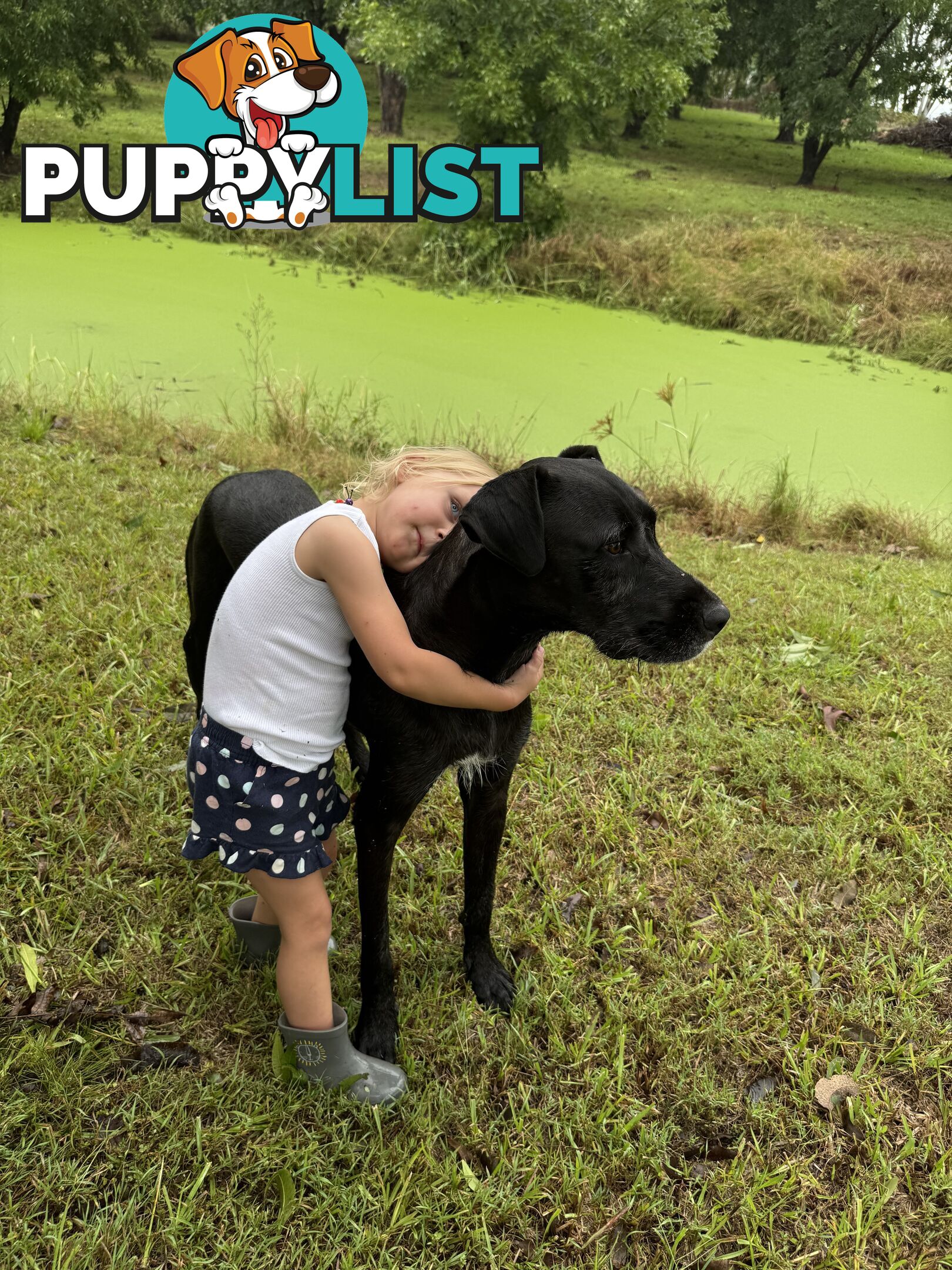 Great Dane Cross