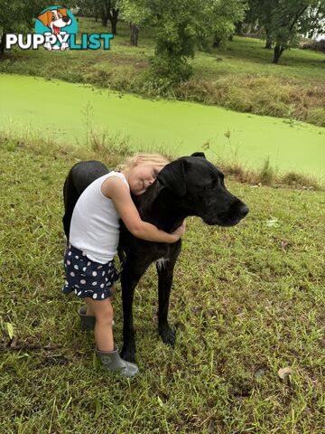 Great Dane Cross