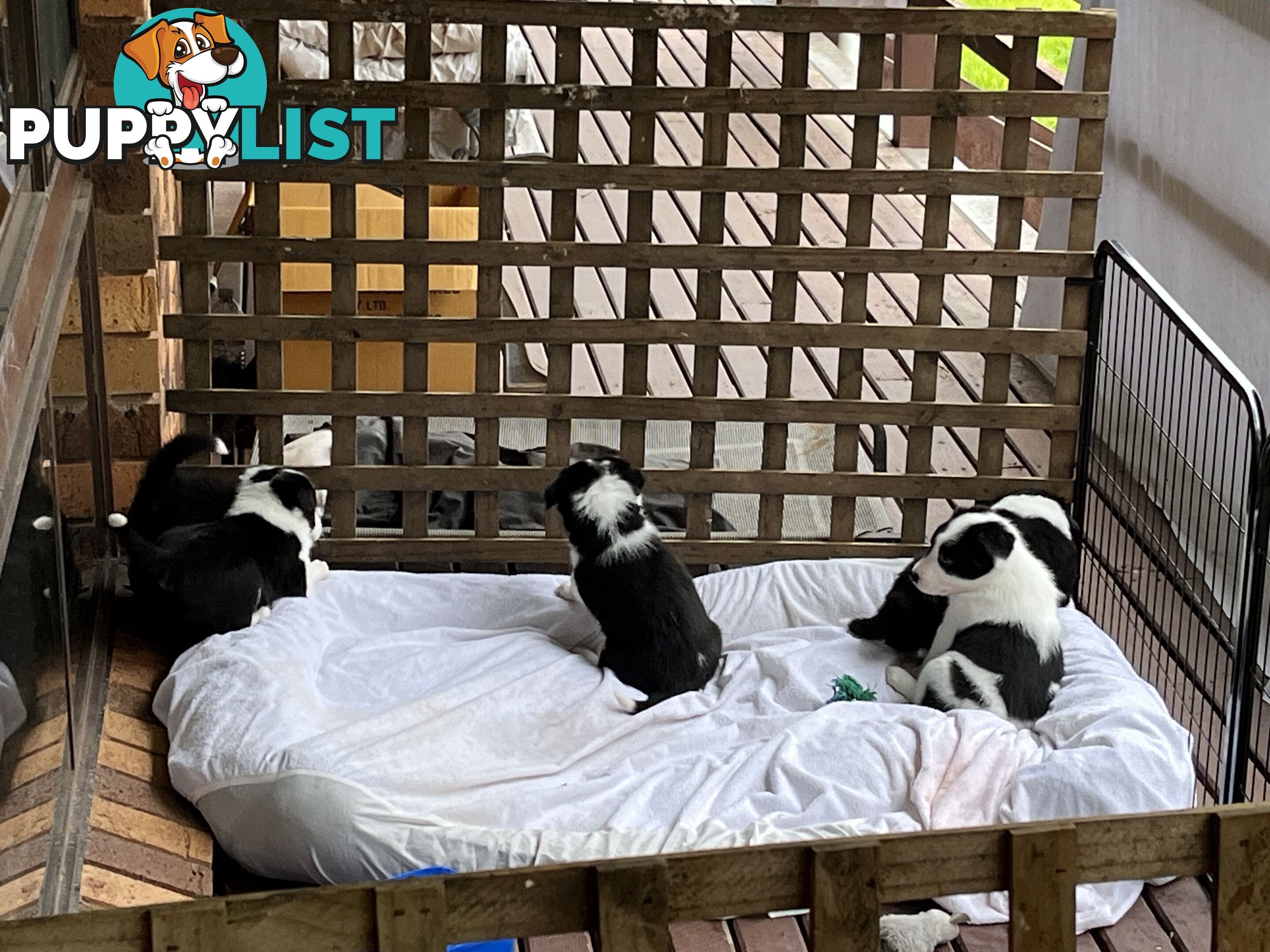 **Adorable Female Purebred Border Collie Puppies!** 🐾