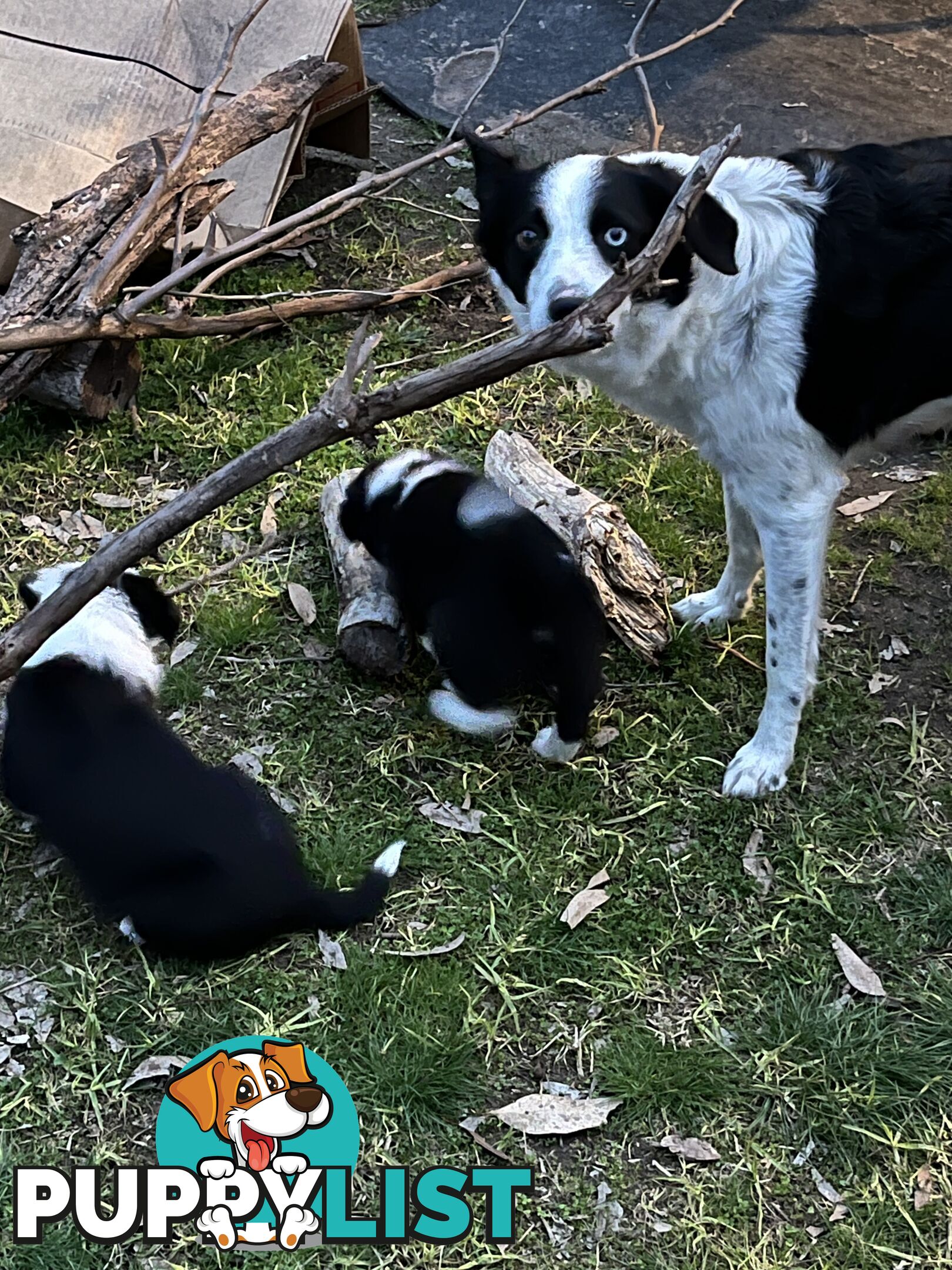 **Adorable Female Purebred Border Collie Puppies!** 🐾