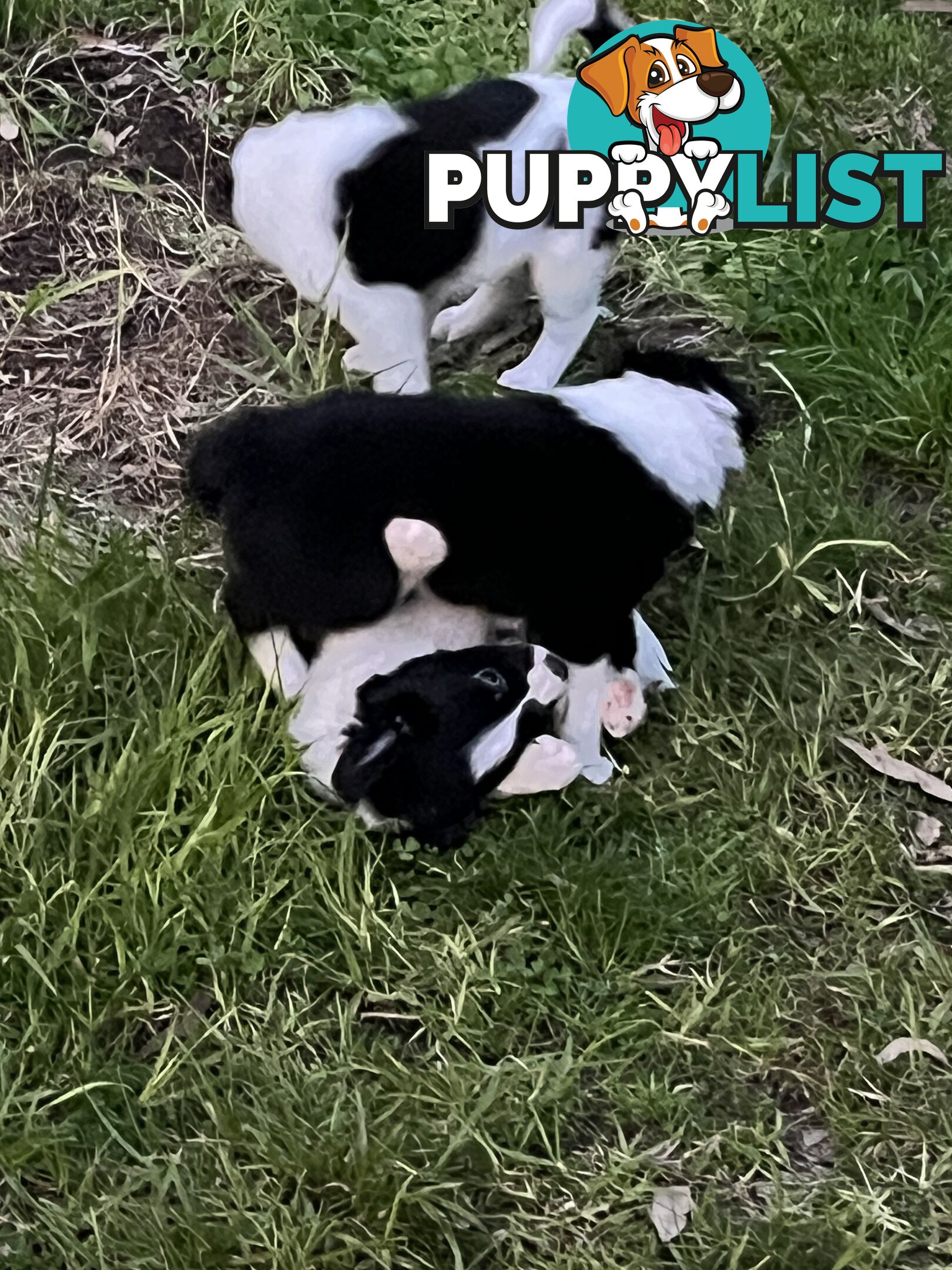 **Adorable Female Purebred Border Collie Puppies!** 🐾