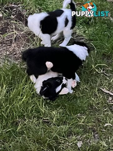 **Adorable Female Purebred Border Collie Puppies!** 🐾