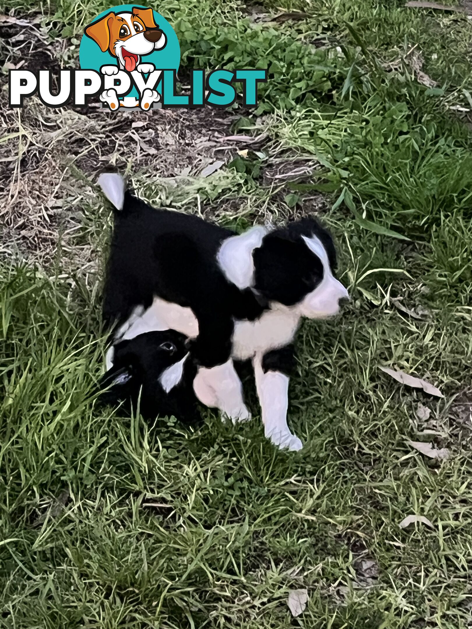 **Adorable Female Purebred Border Collie Puppies!** 🐾