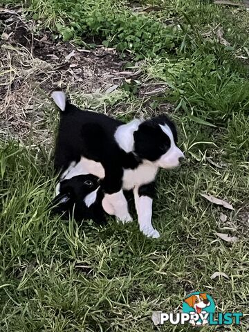 **Adorable Female Purebred Border Collie Puppies!** 🐾