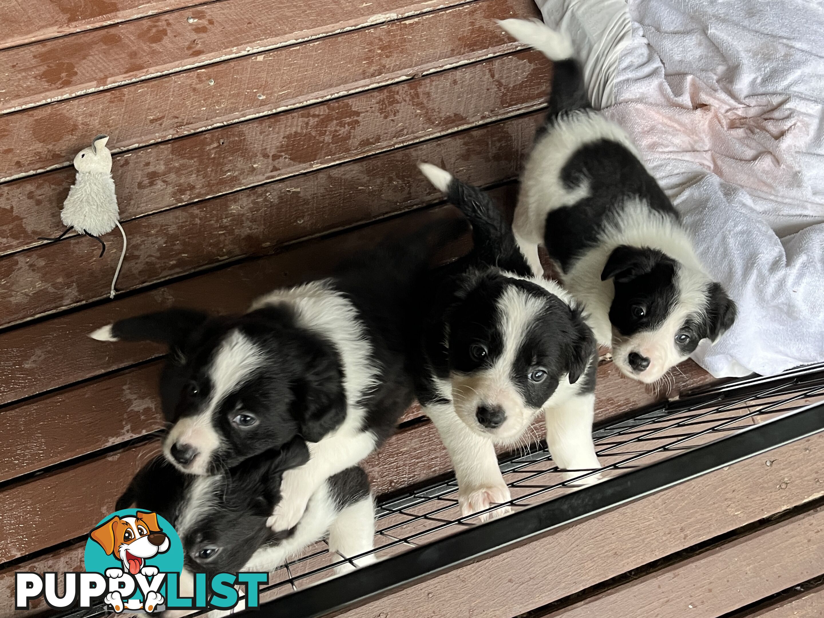 **Adorable Female Purebred Border Collie Puppies!** 🐾