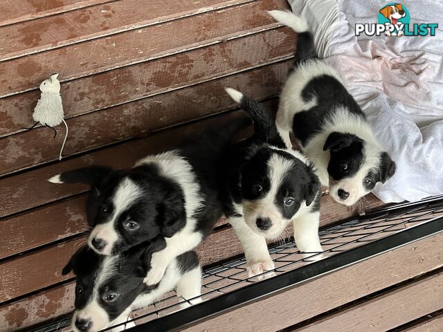 **Adorable Female Purebred Border Collie Puppies!** 🐾