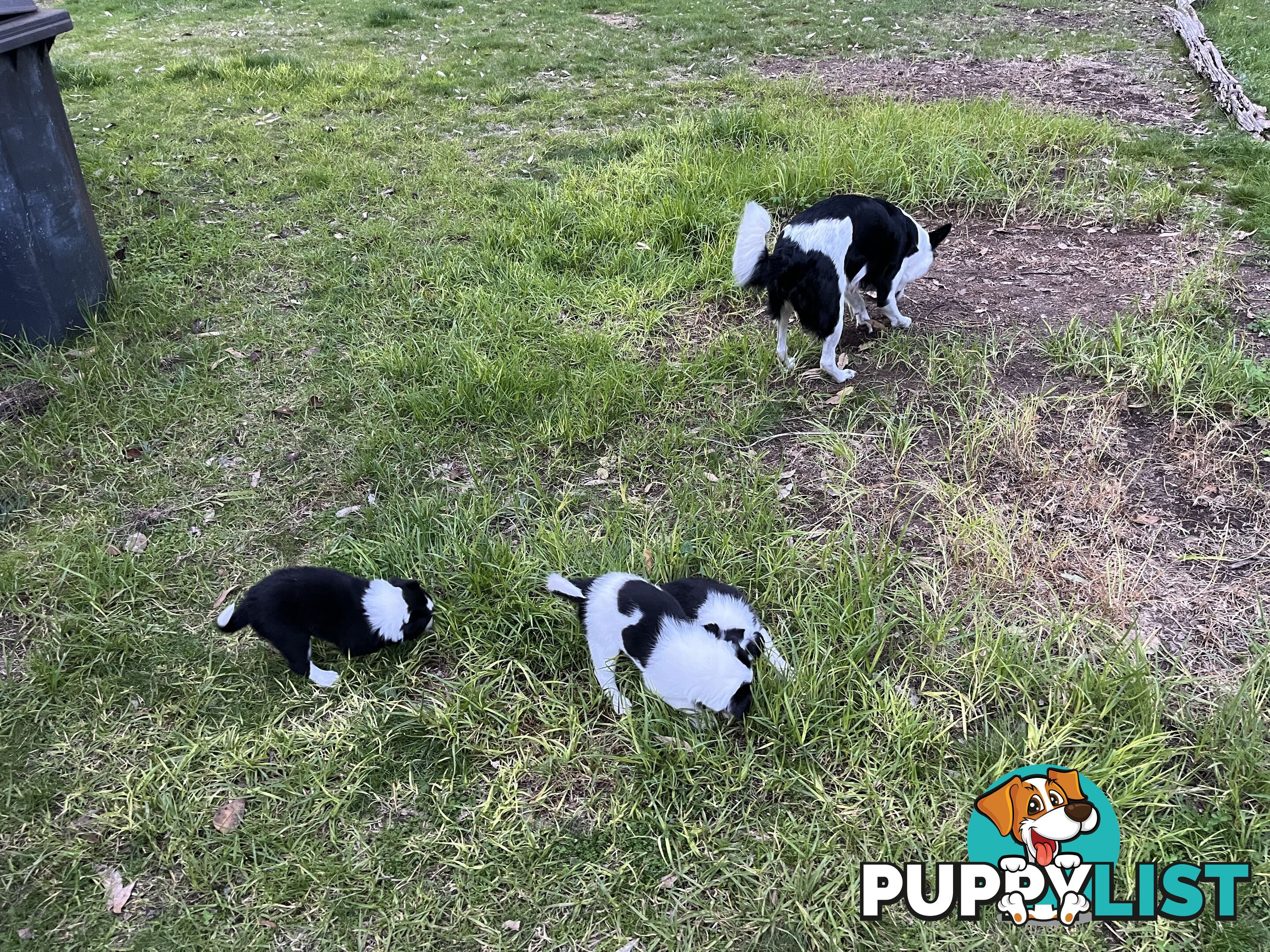 **Adorable Female Purebred Border Collie Puppies!** 🐾