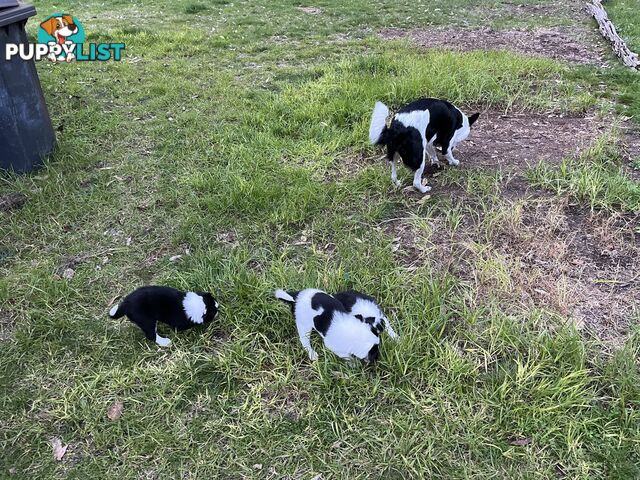 **Adorable Female Purebred Border Collie Puppies!** 🐾